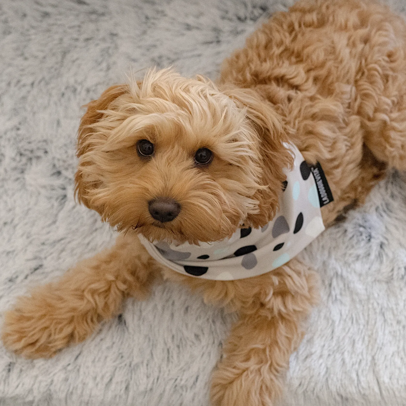 Leo Spot Taupe Bandana